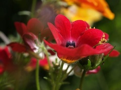 Floral jigsaw puzzle with flowers and botanical scenes