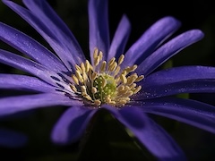 Macro original photography of a vivid purple anemone flower with delicate petals